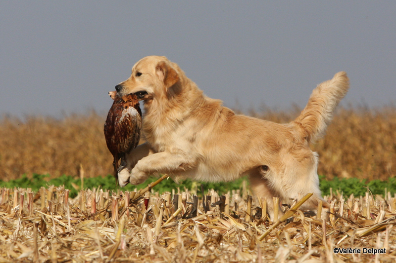 Field Erstein 09 (145).JPG